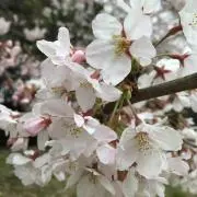 mymmの画像