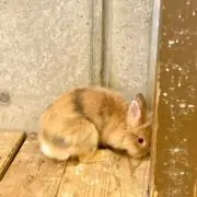 リョータ