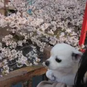 ろくの画像