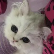 れお助