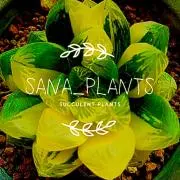SANA_PLANTSの画像