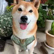 みかみくの画像