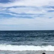 ハルノサクラ