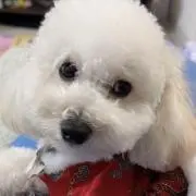 馨の画像