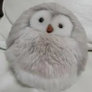 ほーたの画像