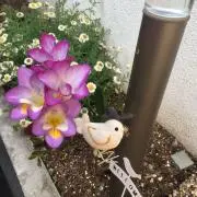 ＊Tomokoの画像