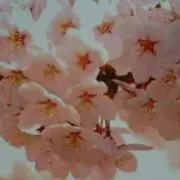 Kei*の画像