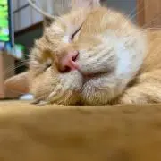 マメおじ