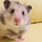 恋音(れおんの画像