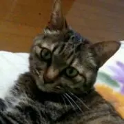 ピヨの画像