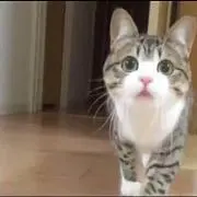 にゃきの画像