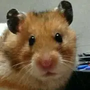 れぽりんの画像
