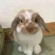 ハイムの画像