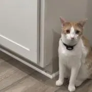 あきぽんの画像