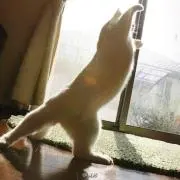 はぎよし