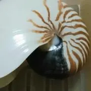 まきまきの画像