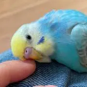 Rの画像