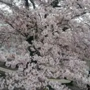のん♡の画像