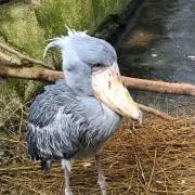 ハシビロ
