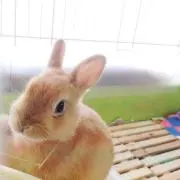 bambiの画像