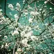 しましま　※プロフ必読の画像