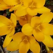 koba_botanical…の画像