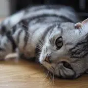 アメショさんの画像