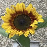Leonの画像