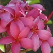 ☆ALOHA✩の画像