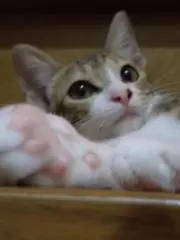 moffの画像