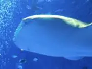 user_b