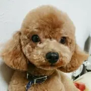 めぐりん