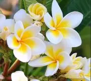 ＊AloHana＊