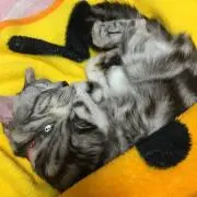 あーやん