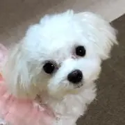 sanaの画像