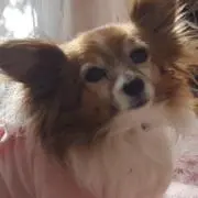 ちょこの画像