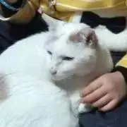 ダンディ猫の画像