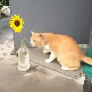 ぽん