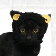 くろねこ