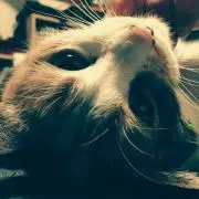 たにきちの画像