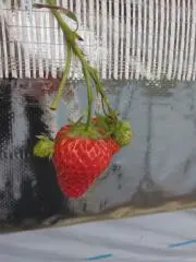 ここまりの画像