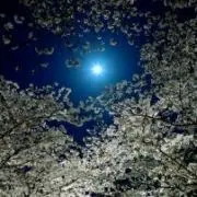 とまとさん（お部屋の断捨離中）の画像