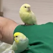 あきゆ