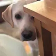 キリヘイ