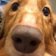 かわかわ