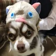 さくらの画像