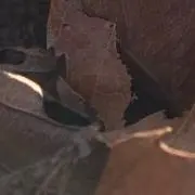 del