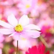 amoureuxの画像