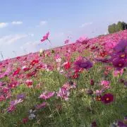 はるの画像