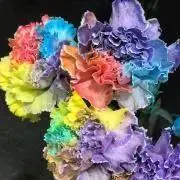 にのんの画像